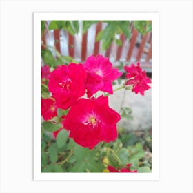 Red Roses Art Print