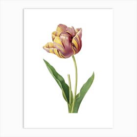 Vintage Tulip Botanical Illustration on Pure White n.0428 Art Print