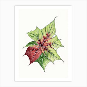 Poinsettia Contemporary 2 Art Print