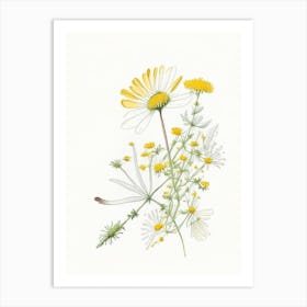 Feverfew Spices And Herbs Pencil Illustration 2 Art Print