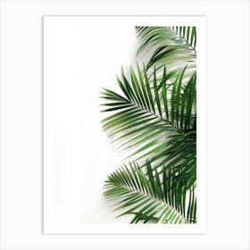 Palm Leaves On White Background Art Print