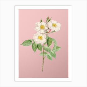 Vintage Rose of Castile Botanical on Soft Pink n.0759 Art Print