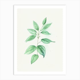 Spearmint Herb Minimalist Watercolour 2 Art Print