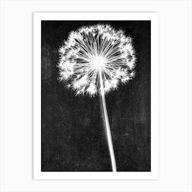 Black white single allium Art Print