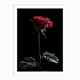 Red Rose On Black Background 38 Art Print