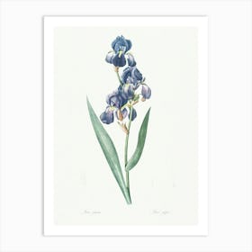 Dalmatian Iris Illustration From Les Liliacées (1805), Pierre Joseph Redoute Art Print