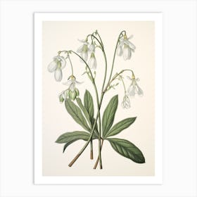 Yukiyanagi Snowdrop 3 Vintage Japanese Botanical Art Print