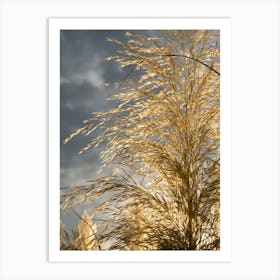 Golden pampas grass and cloudy sky Art Print