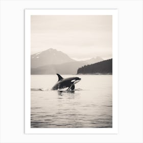 Realistic Black & White Photography Of Orca Whale Diving Out Of Ocean 1 Art Print