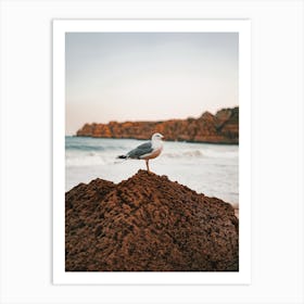 Seagull On Boulder Art Print