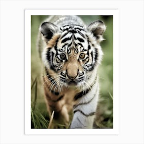 Color Photograph Of A Tiger Cub Art Print