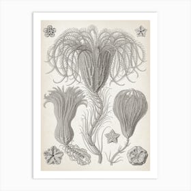 Vintage Haeckel 7 Tafel 20 Palmensterne Art Print
