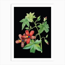 Vintage Lavatera Phoenicea Botanical Illustration on Solid Black n.0388 Art Print