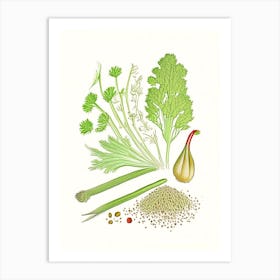 Celery Seeds Spices And Herbs Pencil Illustration 5 Art Print