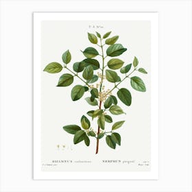 Common Buckthorn, Pierre Joseph Redoute Art Print