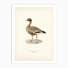 Pink Footed Goose, The Von Wright Brothers Art Print