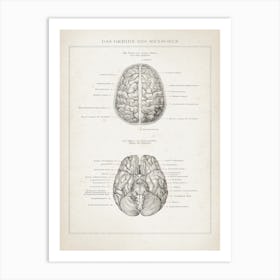 Vintage Brockhaus 3 Anatomie Gehirn Art Print
