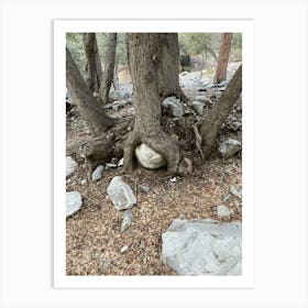 Tree Stump Art Print