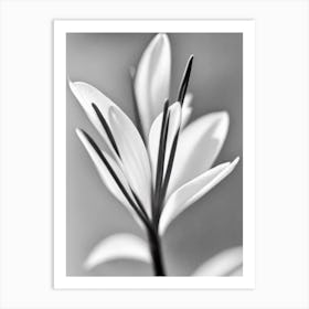 Crocus B&W Pencil 3 Flower Art Print