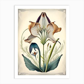 Mariposa Lily Wildflower Vintage Botanical 1 Art Print
