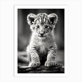 Black And White Photograph Of A Lion Cub Art Print