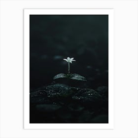 Dark Flower 38 Art Print