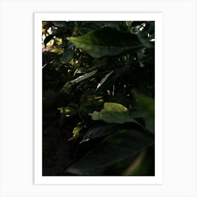 Close-up Of Plants Under Sunlight Art Print