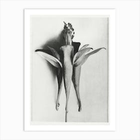 Golden Columbine (1928), Karl Blossfeldt Art Print