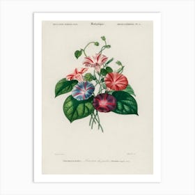 Morning Glory (Pharbitis Hispida), Charles Dessalines D' Orbigny Art Print