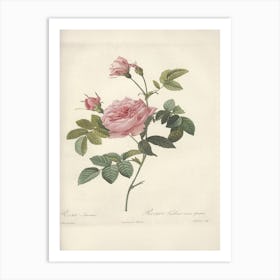 Rose Illustration, Pierre Joseph Redoute (4) 1 Art Print