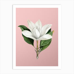 Vintage White Southern Magnolia Botanical on Soft Pink n.0691 Art Print