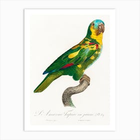 The Turquoise Fronted Amazon From Natural History Of Parrots, Francois Levaillant Art Print