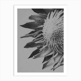 Black And White Close Up Of Protea Art Print