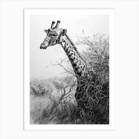 Giraffe With Head In The Branches Pencil Drawing 2 Art Print