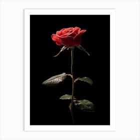 Single Red Rose On Black Background Art Print