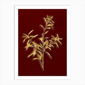 Vintage Bog Rosemary Bush Botanical in Gold on Red n.0239 Art Print