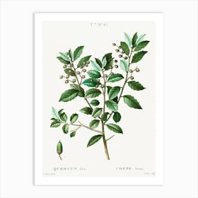 Evergreen Oak, Pierre Joseph Redoute (2) Art Print