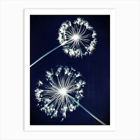 Blue alliums Art Print