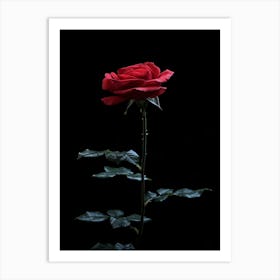 Red Rose On Black Background 63 Art Print