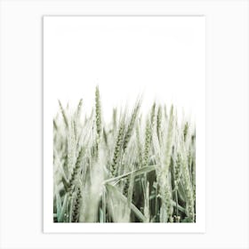 Wheat Field Art Print