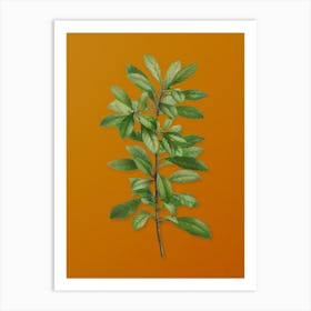 Vintage Firetree Branch Plant Botanical on Sunset Orange n.0054 Art Print