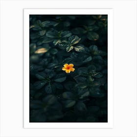 Flower In The Water 16 Art Print