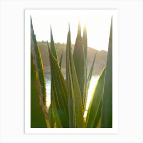 Agave at the Beach // Ibiza Nature & Travel Photography Art Print