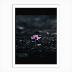 Solitary Flower Art Print