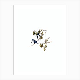 Vintage Little Kingfisher Bird Illustration on Pure White n.0263 Art Print