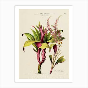 Botanical Print 4 Art Print