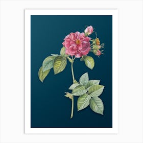 Vintage Pink Francfort Rose Botanical Art on Teal Blue n.0020 Art Print