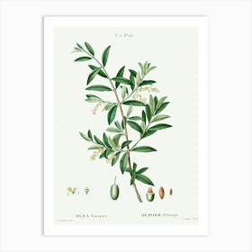 Green Olive, Pierre Joseph Redoute Art Print