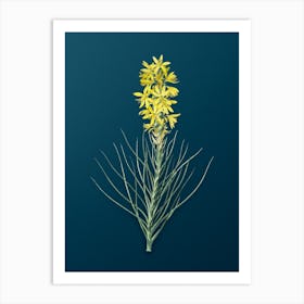 Vintage Yellow Asphodel Botanical Art on Teal Blue n.0910 Art Print