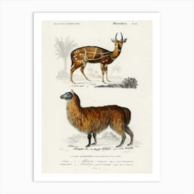 Alpaca (Vicugna Pacos) And Antilope Guib, Charles Dessalines D'Orbigny Art Print